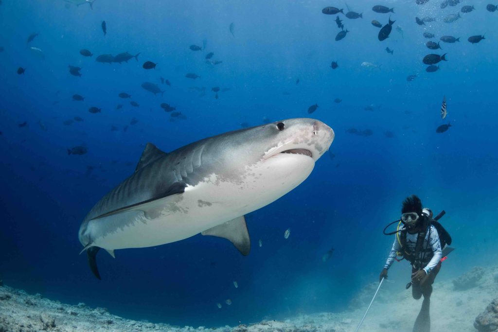 tiger-shark