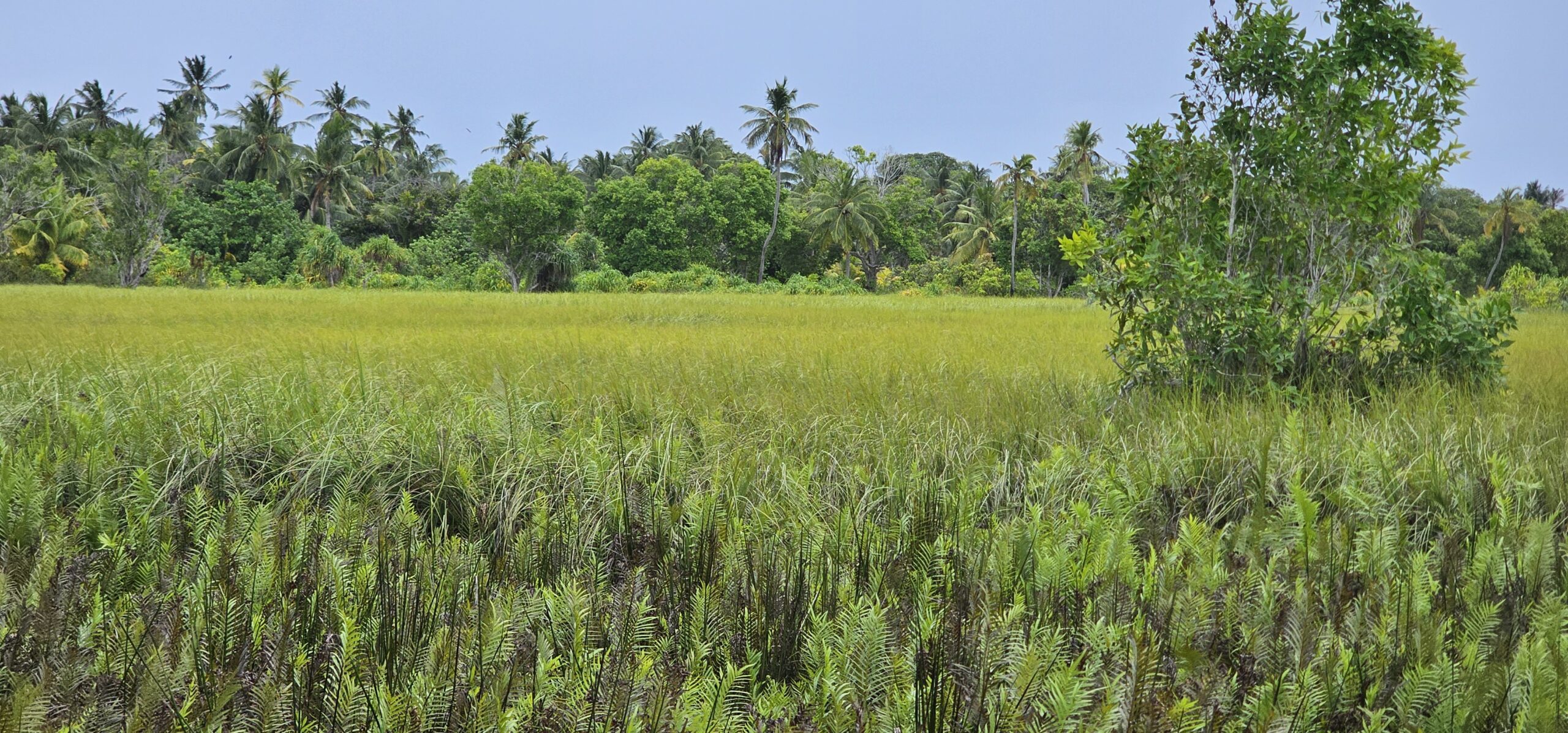 Wetland of Fuvahmulah