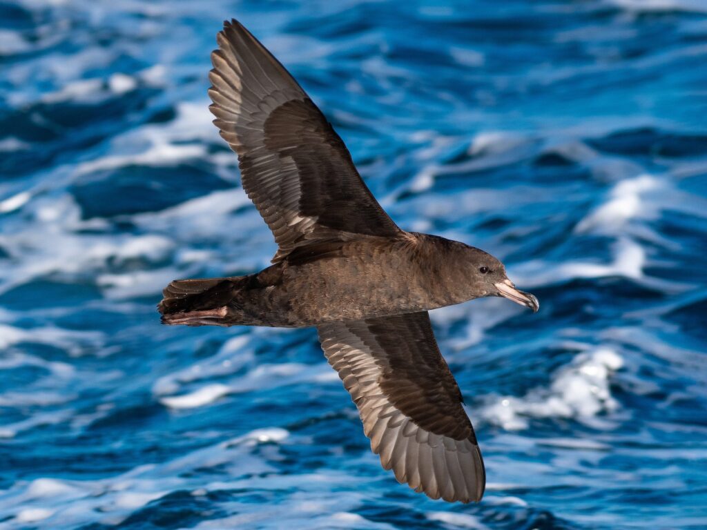 Flash-footed Shearwater
