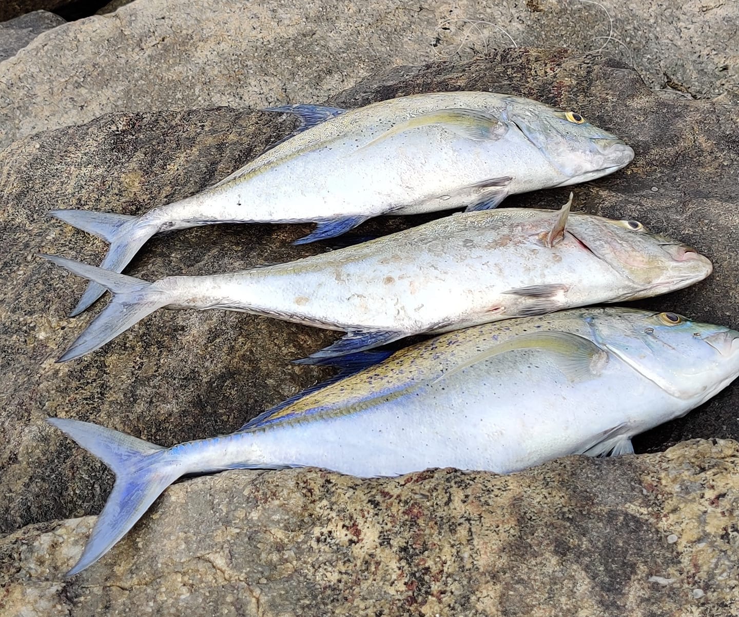 Longline Reef Fishing