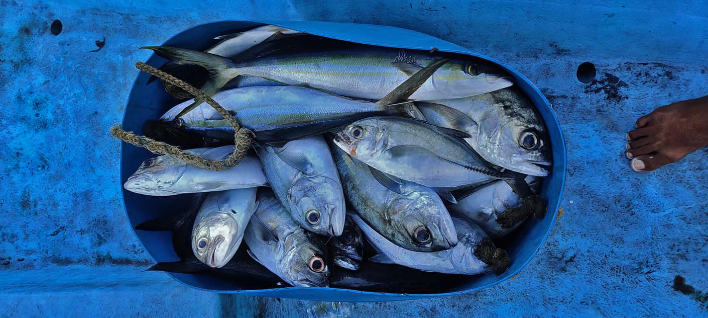 Big eye trevally catch near Male', Maldives.
