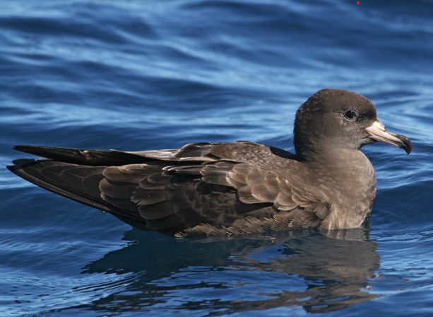 flesh-footed shearwater