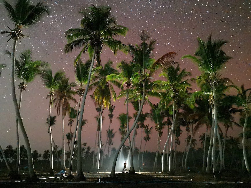coconut-palm-trees-thoddoo
