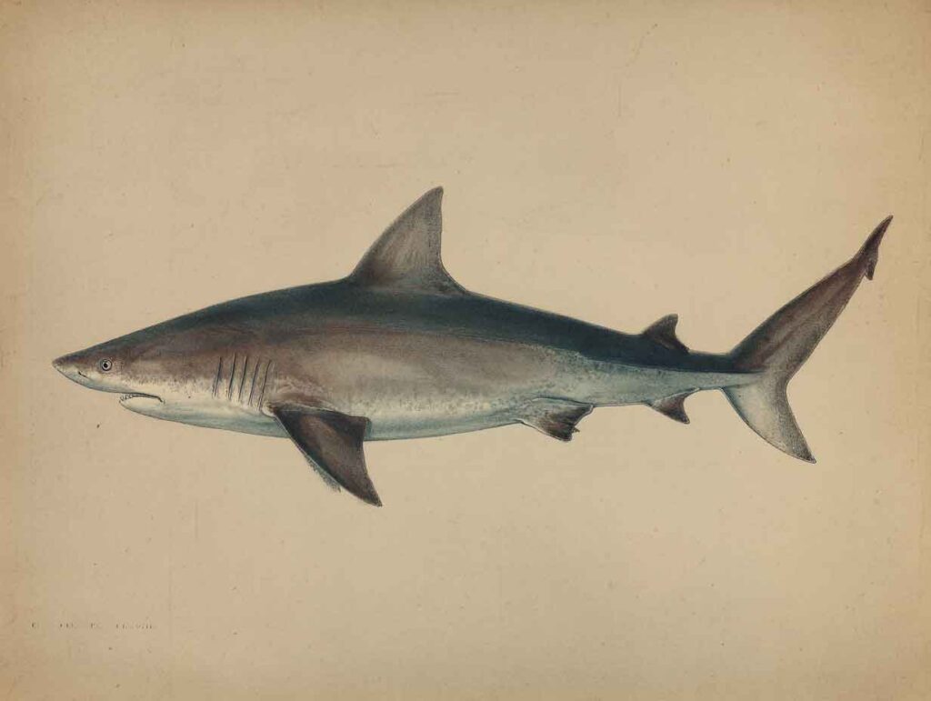 ai lustration of a bull shark