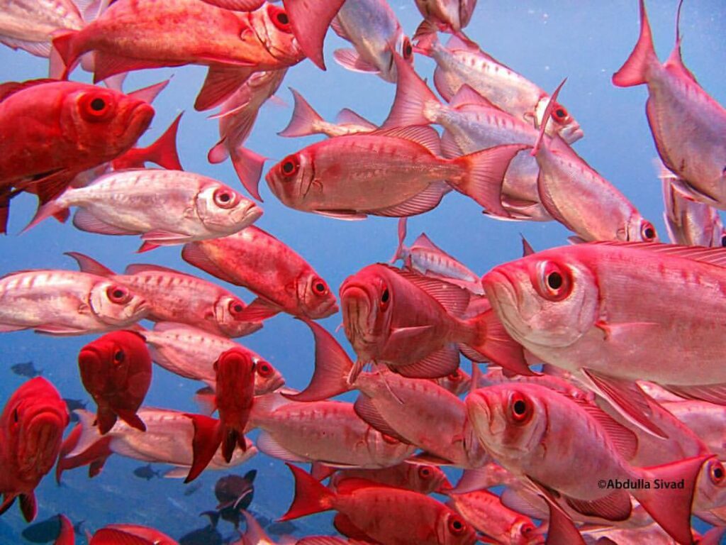 Soldierfish