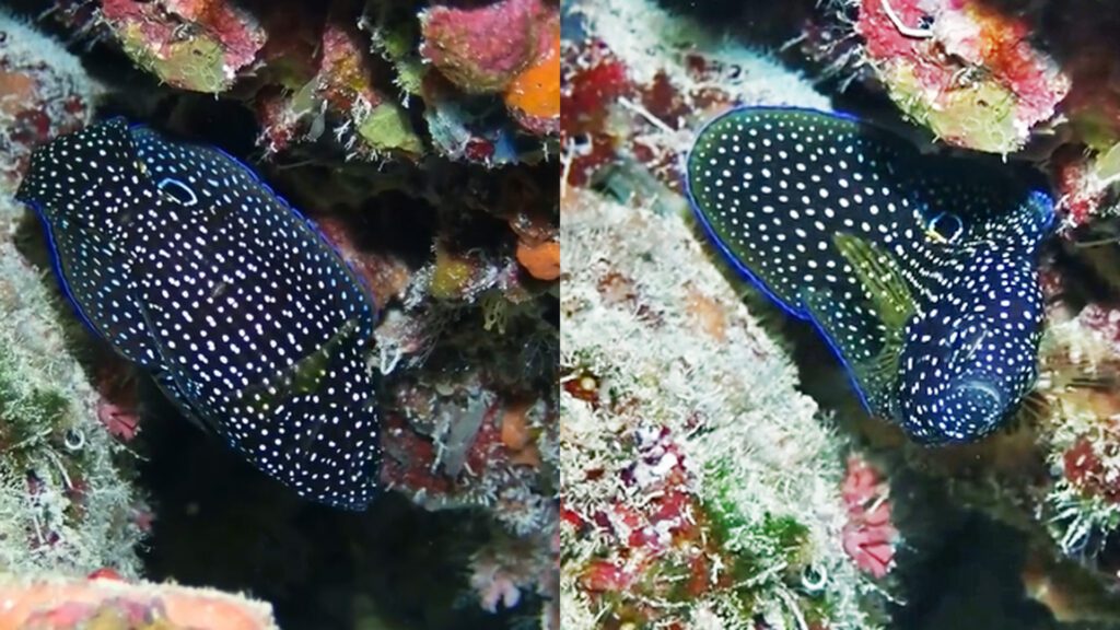 Comet fish