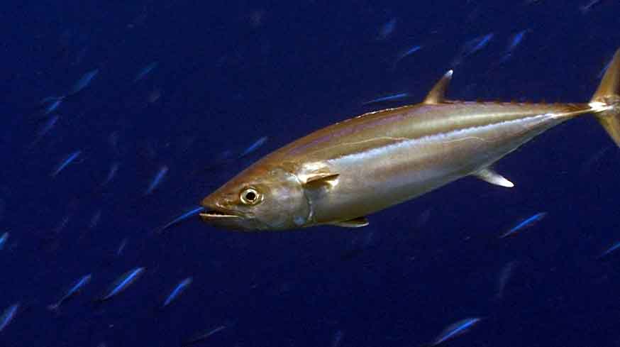 Dogtooth tuna