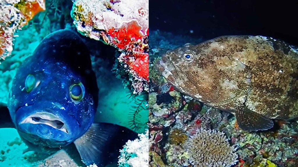 groupers