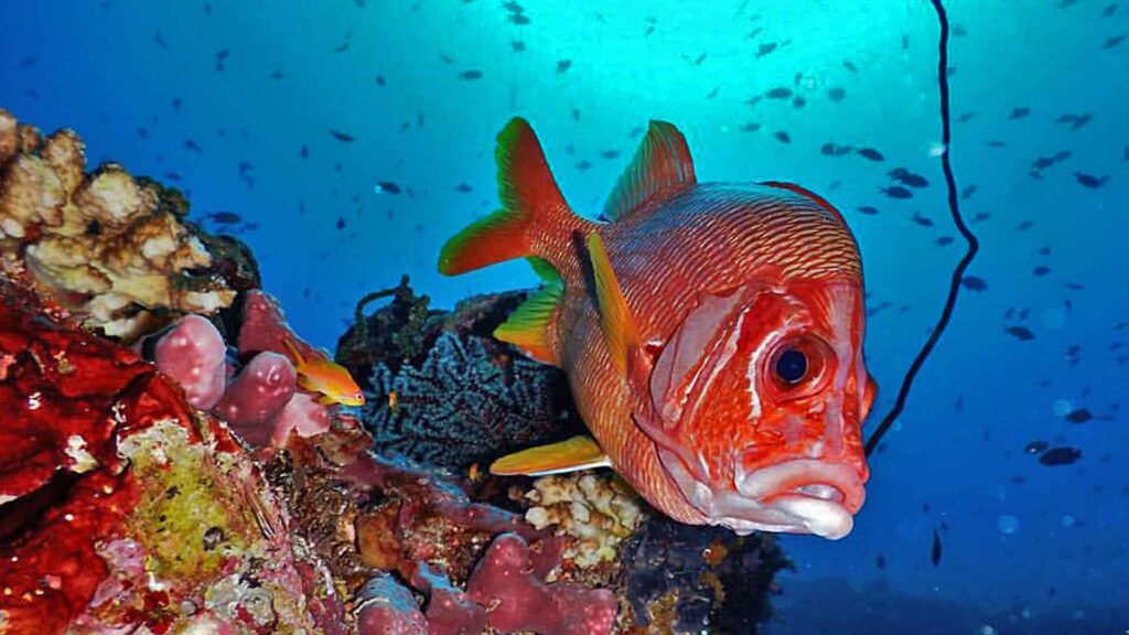 sabre-squirrelfish