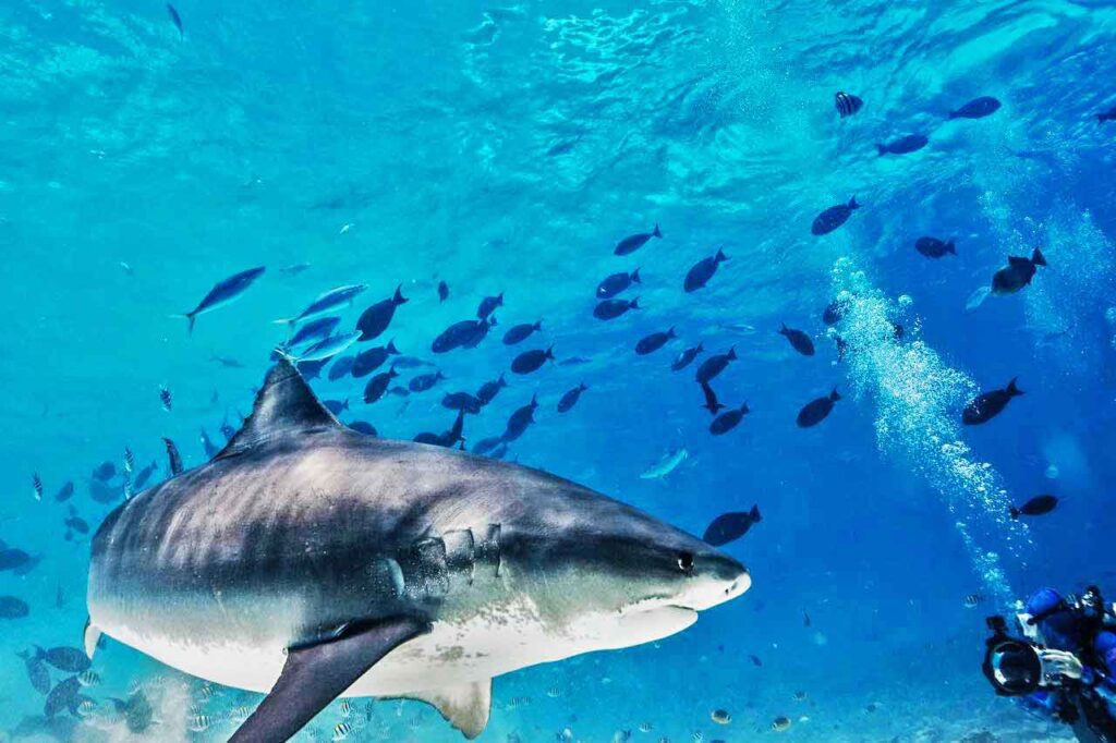 Tiger shark