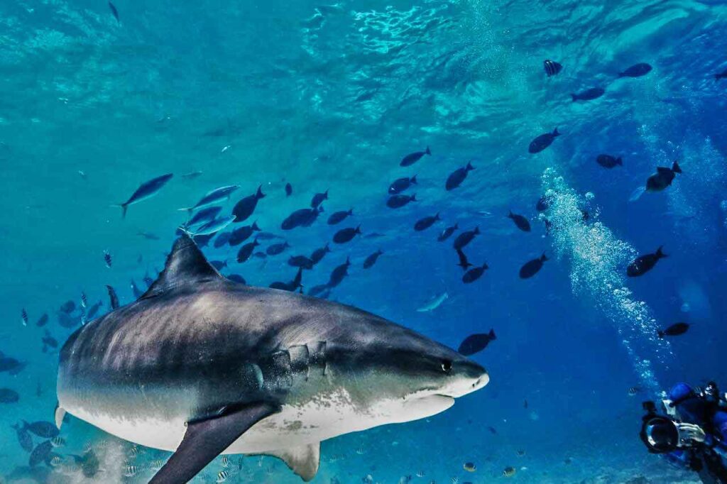 Tiger shark
