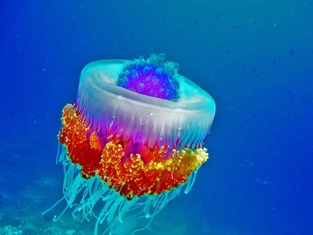 crown jelly fish