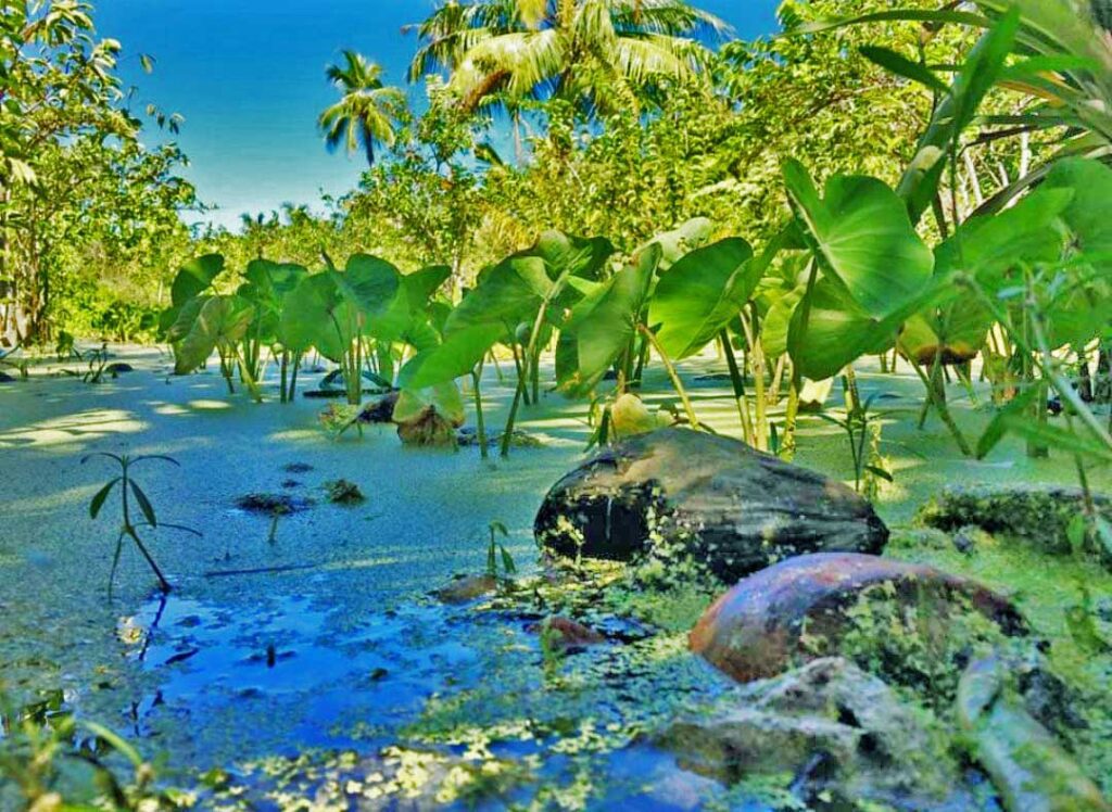 Duckweeds on a taro field