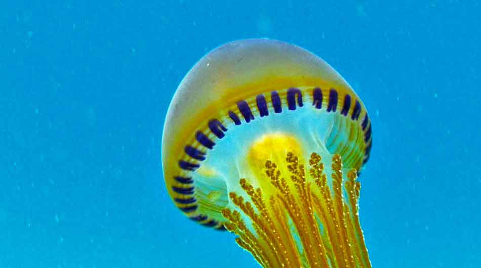 Fried egg jellyfish