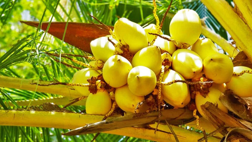 Golden young coconut