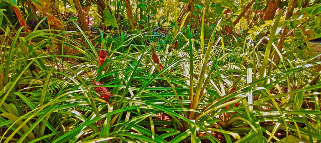 Pineapple trees in Fuvahmulah wetland areas.
