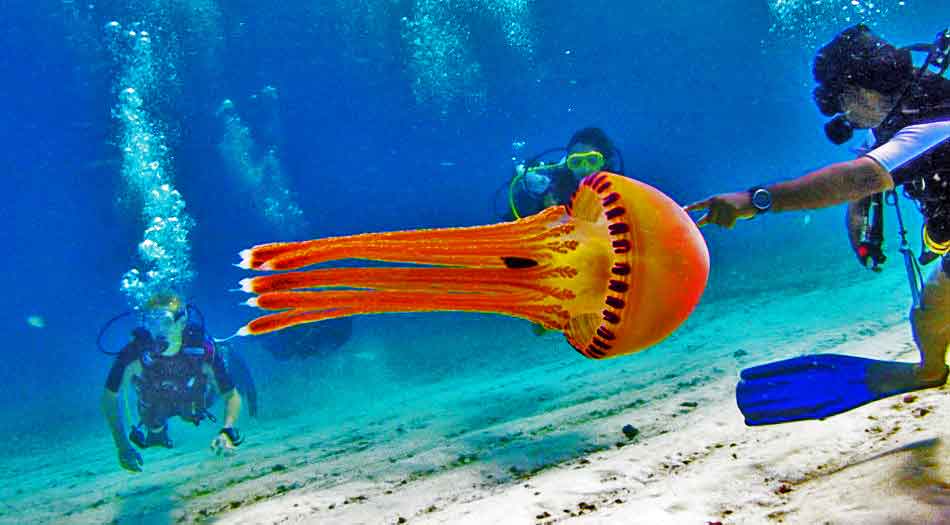 Rasta jellyfish