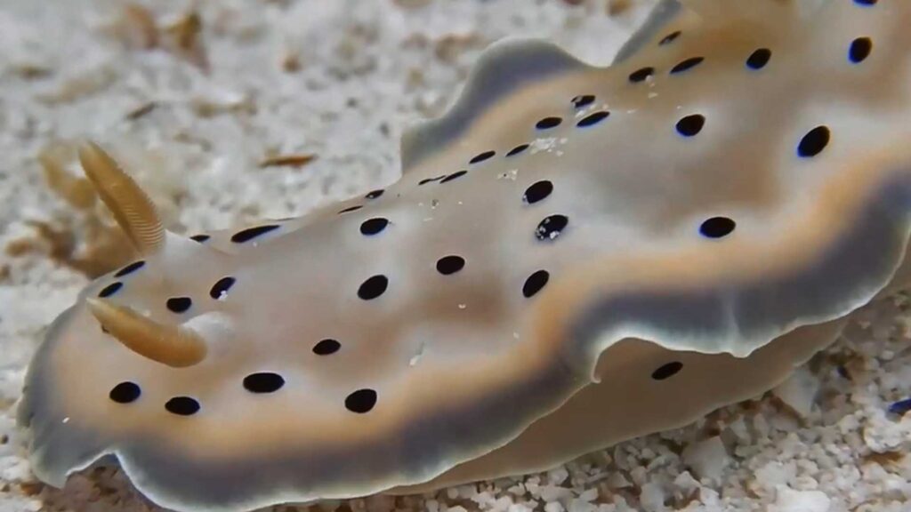 sea slug