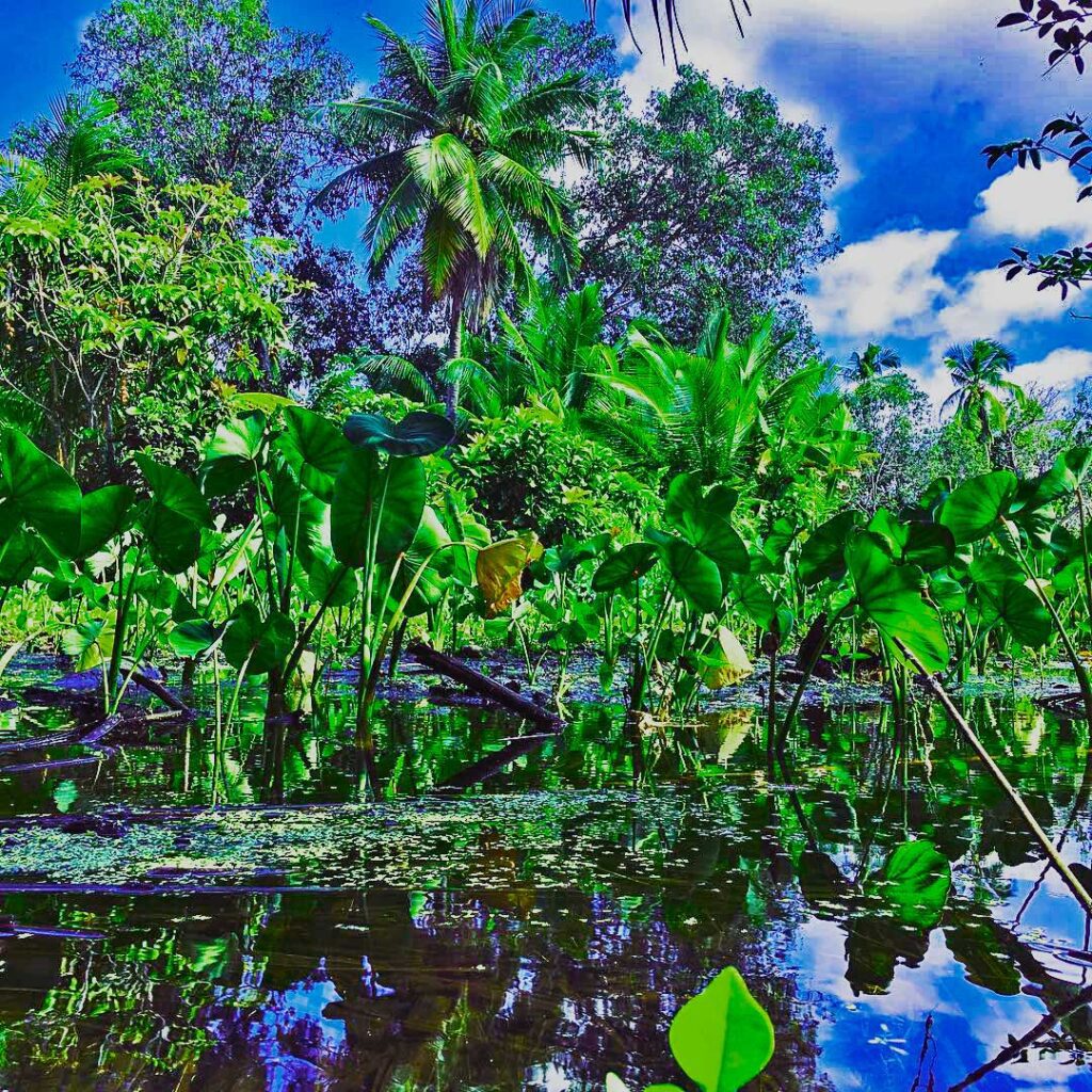 Taro fields and plants in Fuvahmulah