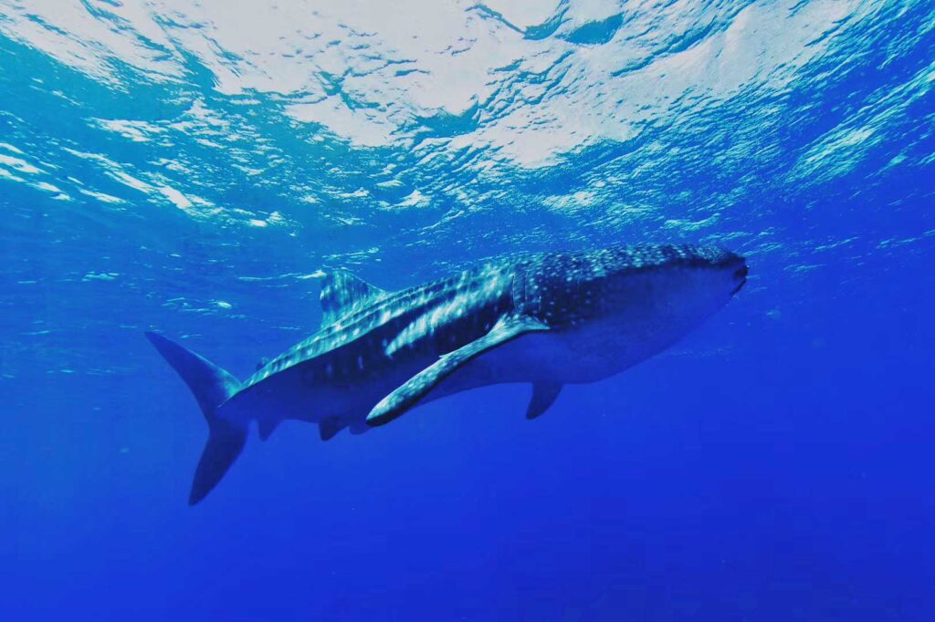 whale shark