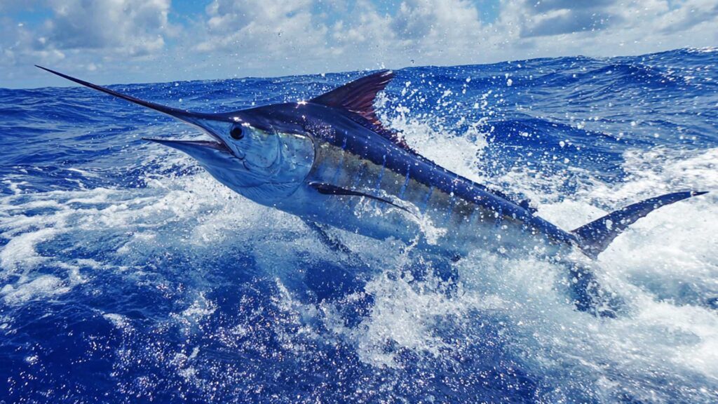 AI illustration of a swordfish by Yasir Salih