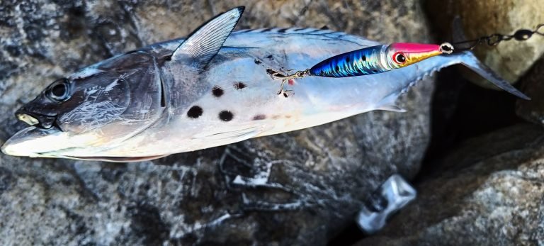 Beach fishing to catch Kawakawa
