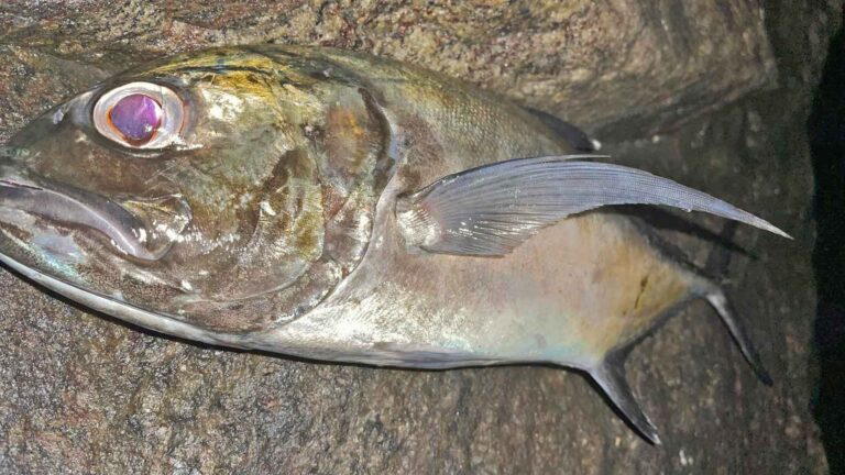 Beach fishing for bigeye trevally