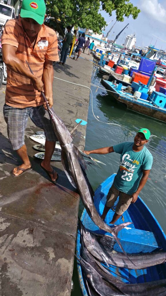 A billfish displayed at Malé Harbour after being landed by local fishermen in the Maldives.