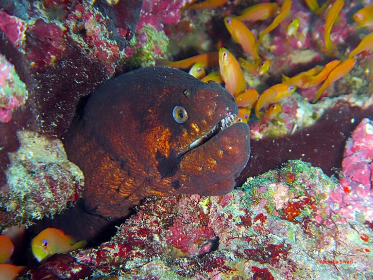 Blackcheek moray eel.