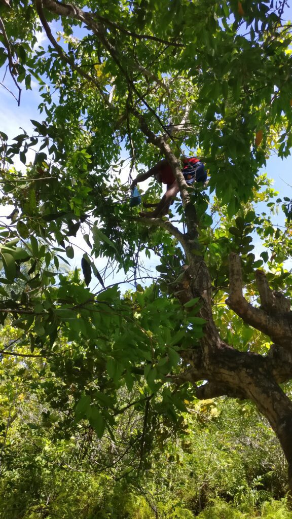 A young man plucking the fruit from the jumbolan tree.