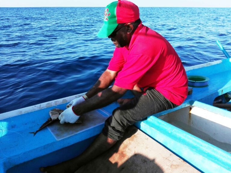 Chumming for yellowfin tuna