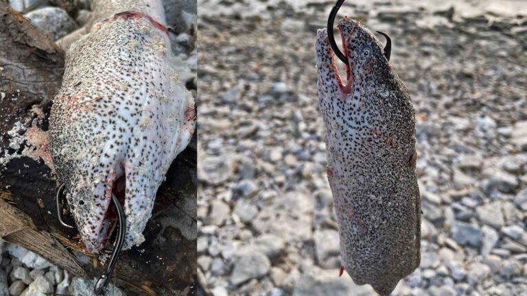 ‘Medun’ fishing, awaiting large predators on the shore