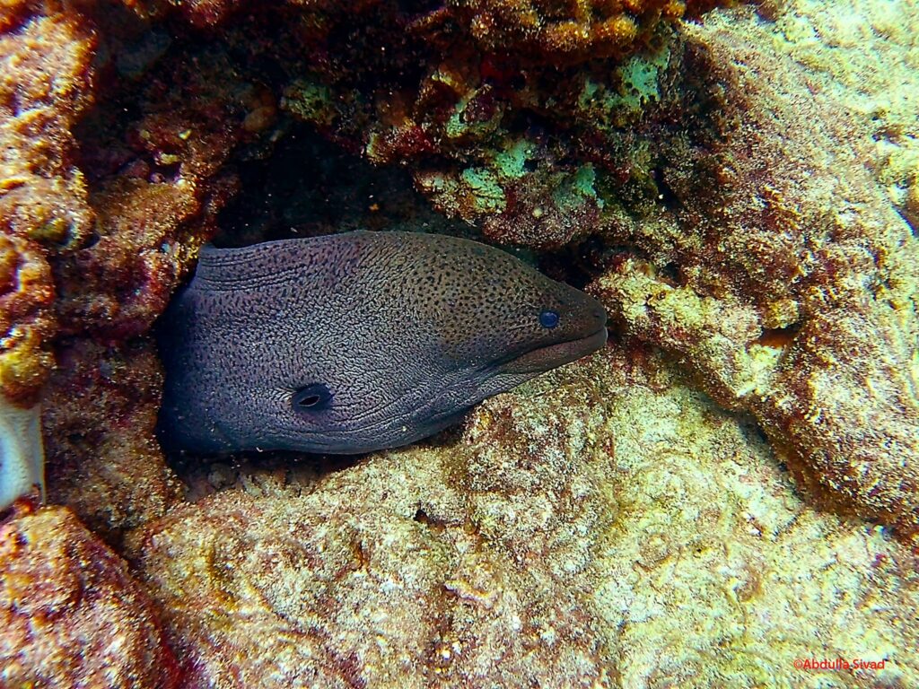 Giant moray eel