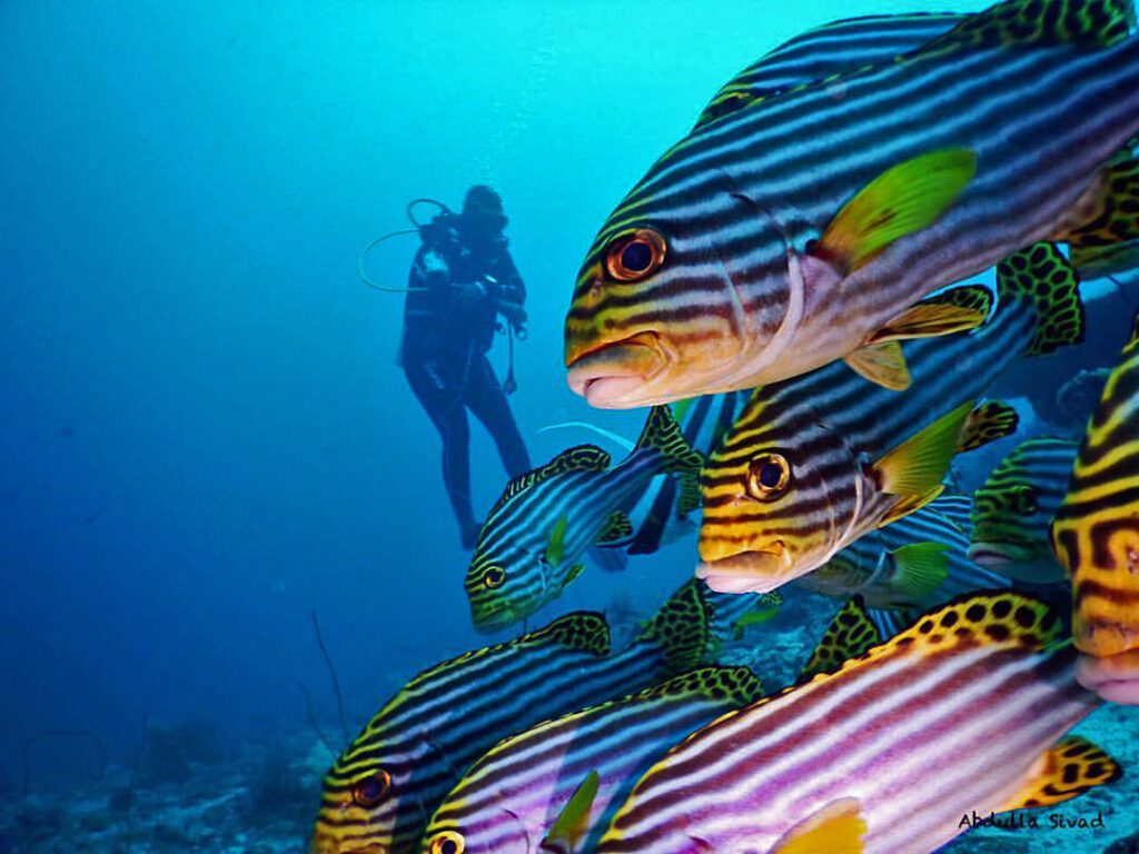 Oriental sweetlips