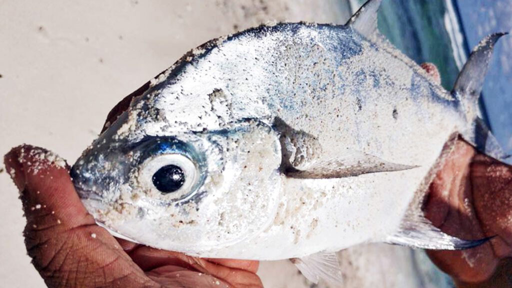 small-spotted-dart-fish