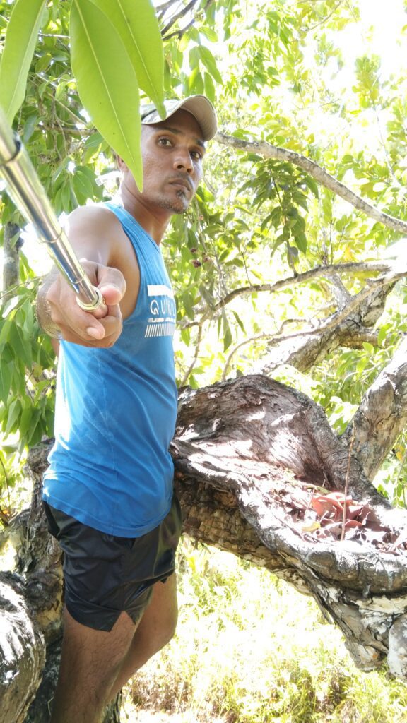 Jumbolan fruit on the branches of the tree.