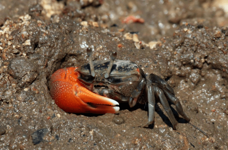 The Hidden Impact of Crabs: Nature’s Coastal Ecosystem Engineers