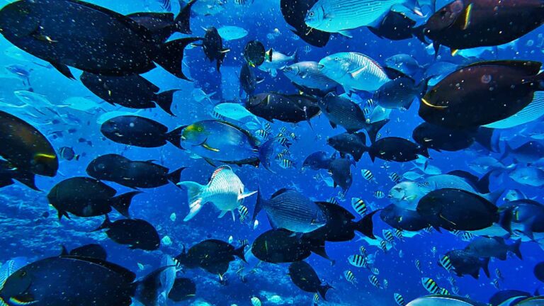 A group of reef fish in the waters of Fuvahmulah, Maldives.