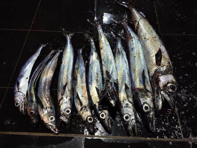 The difficult and brave undertaking of fishing for Kattelhi fish