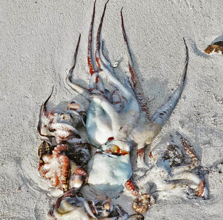 Using octopus to catch lobsters