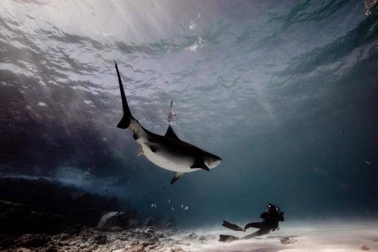 Built to Bite Anything: How Tiger Sharks Expand Their Diet With Age