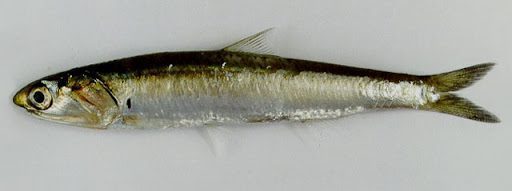 Anchovy-Miyaren