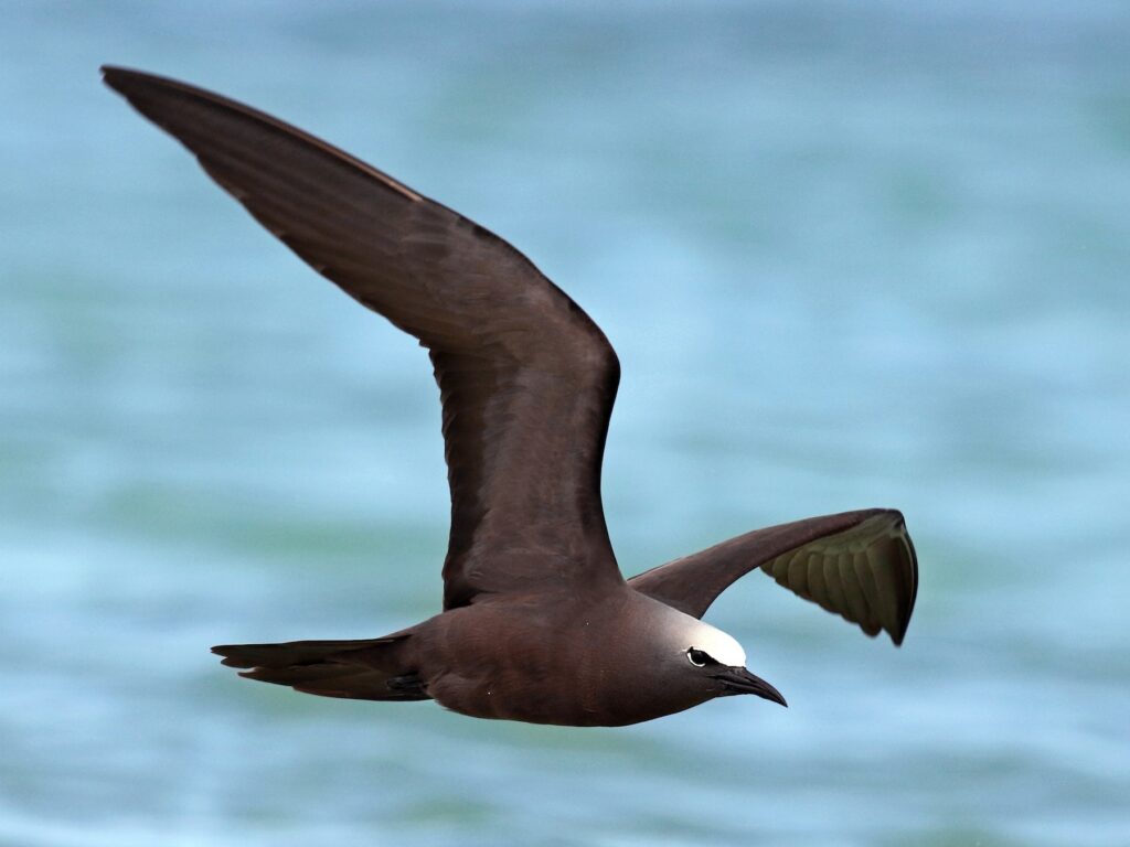 Brown noddy