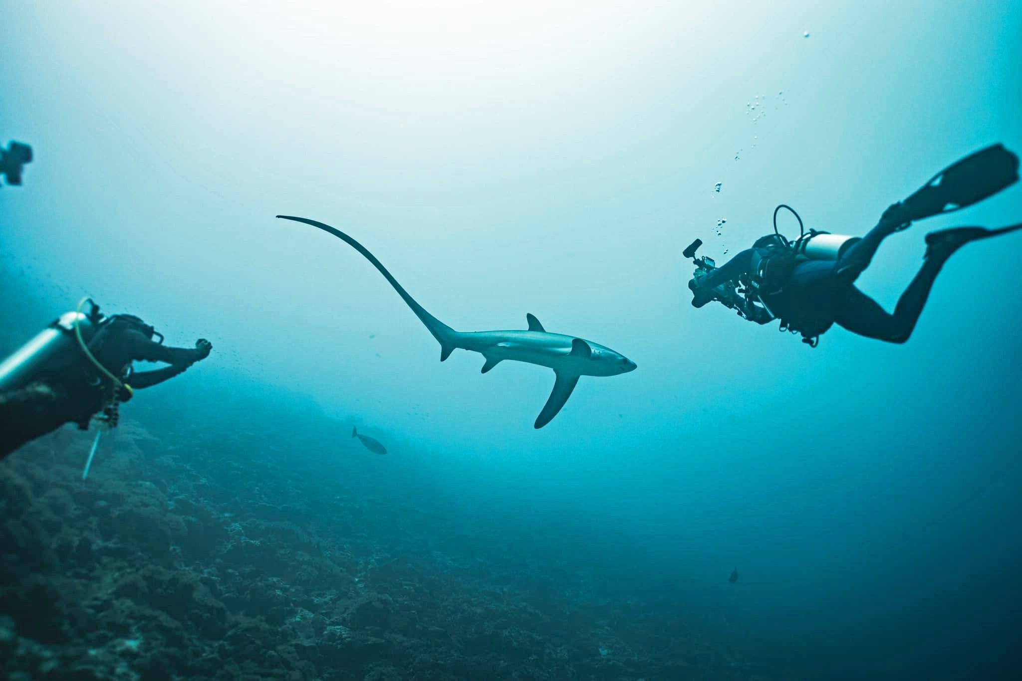 Divers swimming with a thresher shark, Fuvahmulah, Maldives