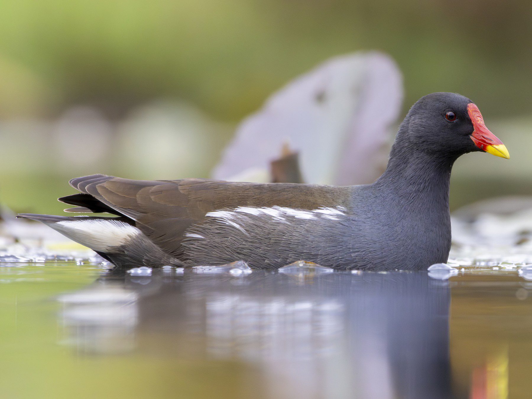 Moorhen
