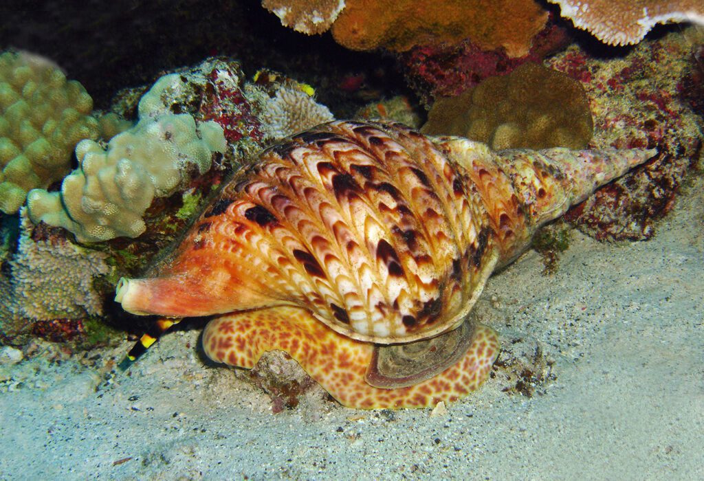 charonia tritonis