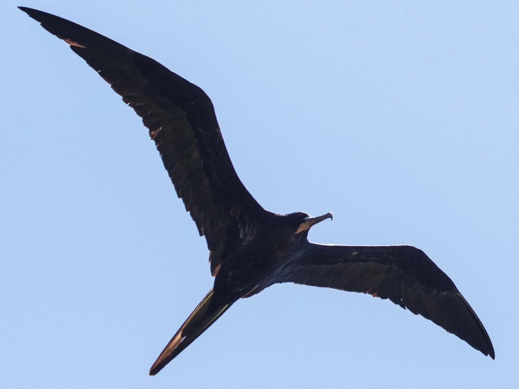 A frigate bird in flight, traditionally used by Maldivian 'maalimee' navigators as a biological compass to find land during long sea voyages.