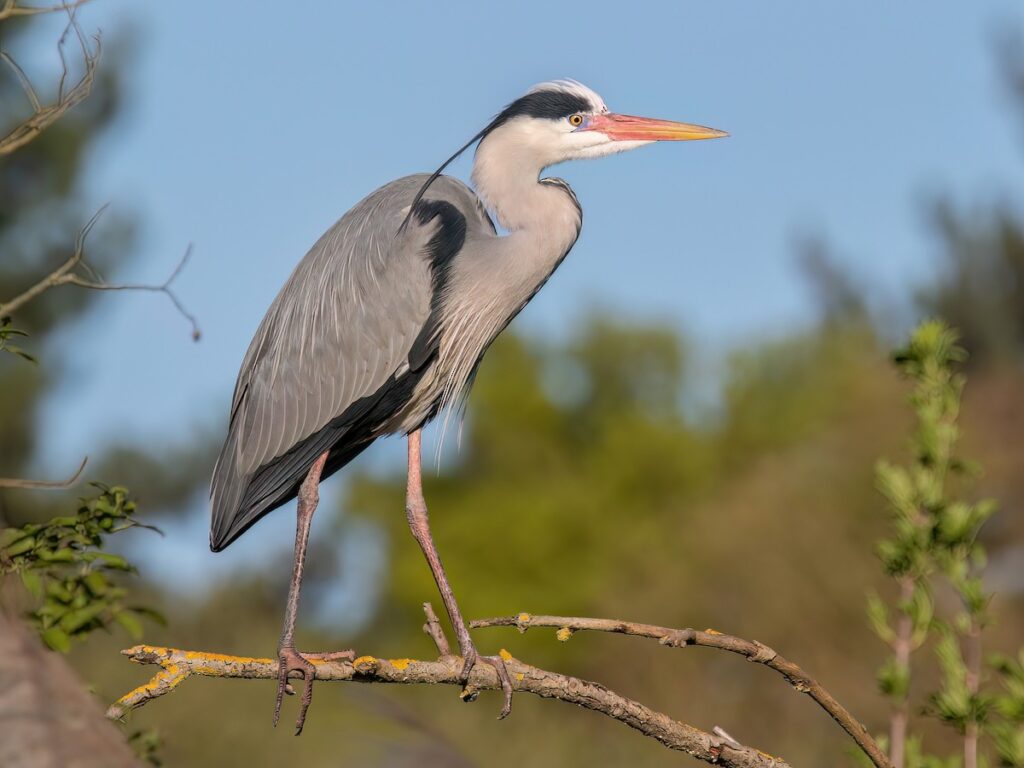 Grey heron
