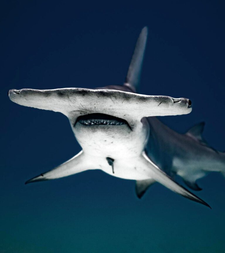 Hammerhead shark
