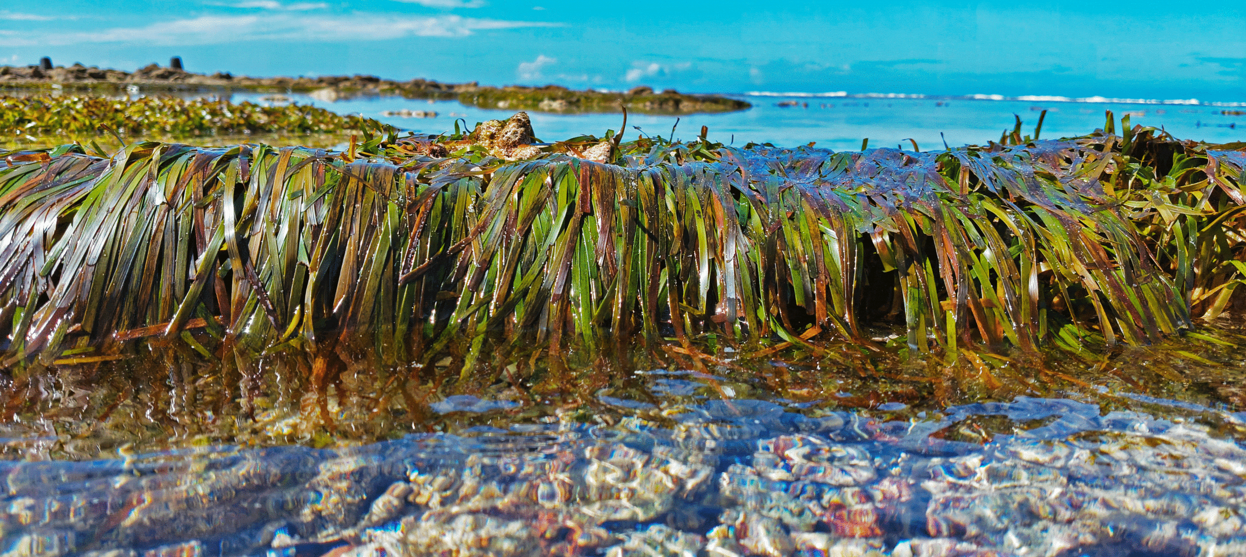Seagrass was seen prominently during low tide on the reef flat of Fuvahmulah, Maldives.